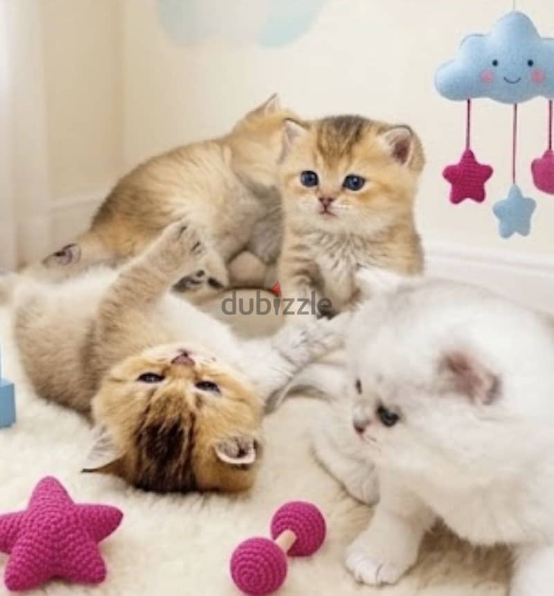 A luxury kittens/ كتنز ملكية 5