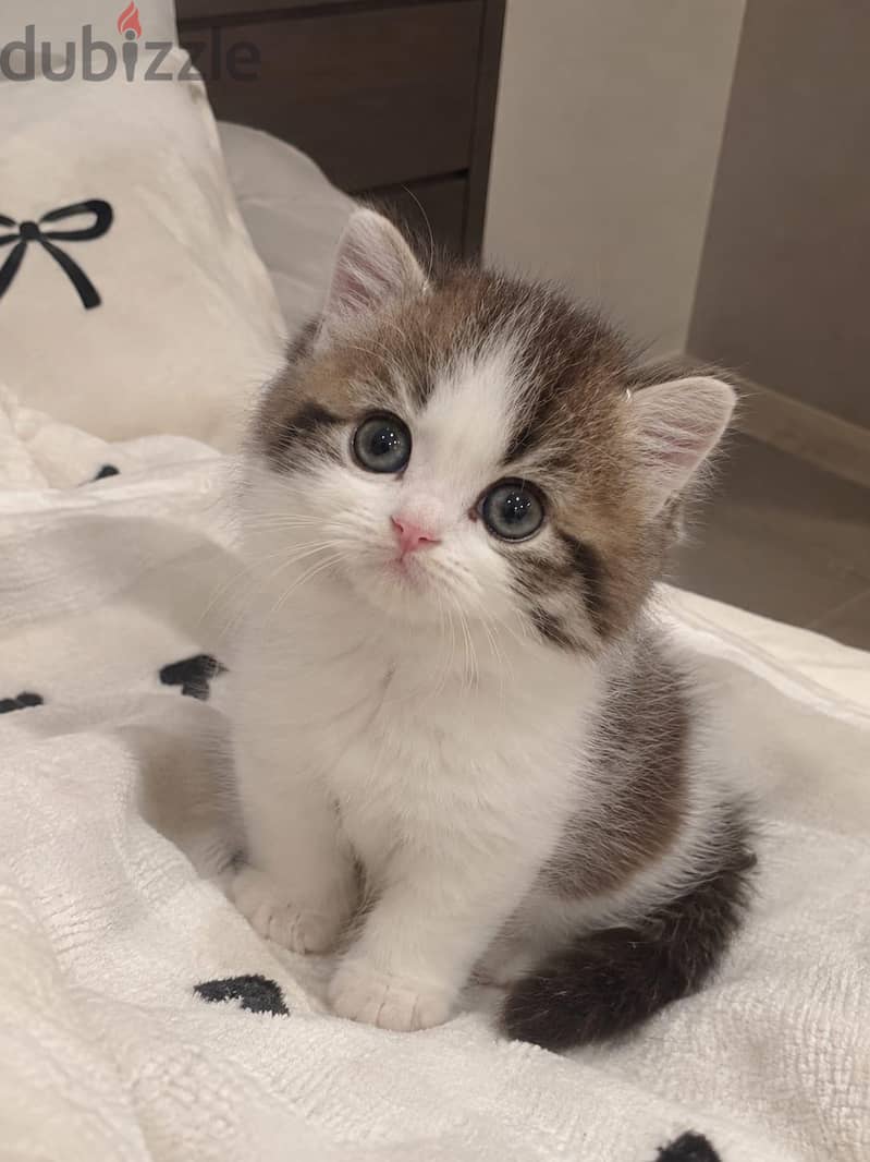 4 كتن شيرازي دول فيس | 4 kittens Persian Doll Face 1