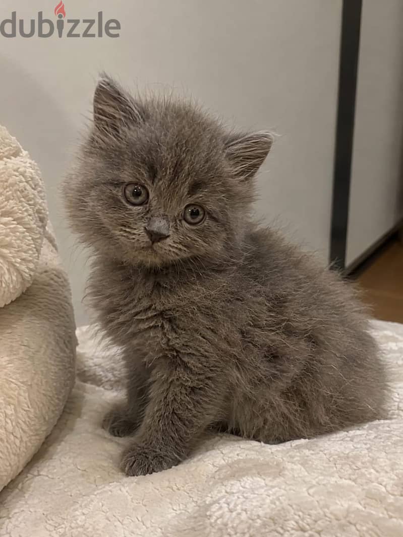 4 كتن شيرازي دول فيس | 4 kittens Persian Doll Face 2