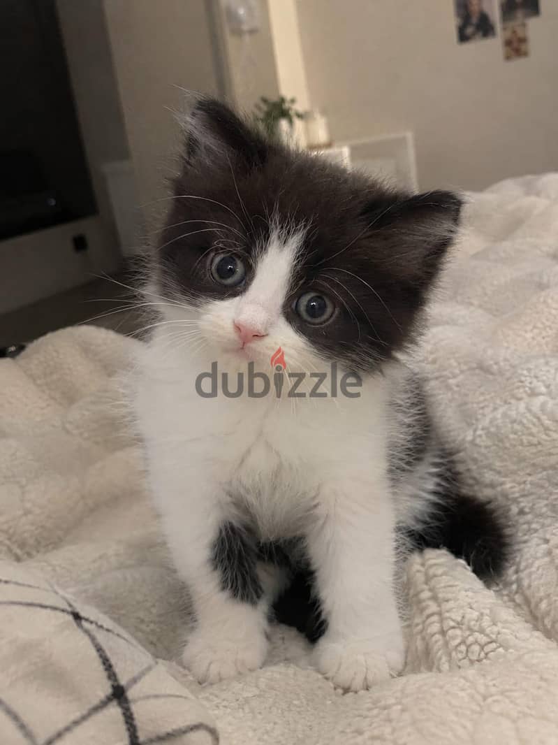 4 كتن شيرازي دول فيس | 4 kittens Persian Doll Face 3