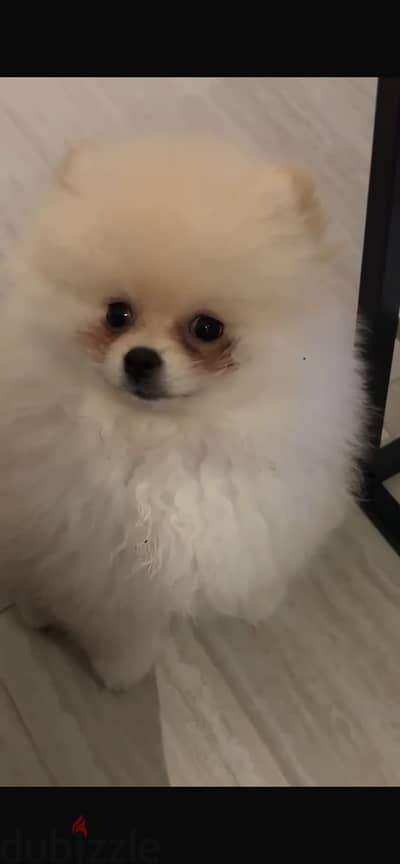 Pomeranian Puppy