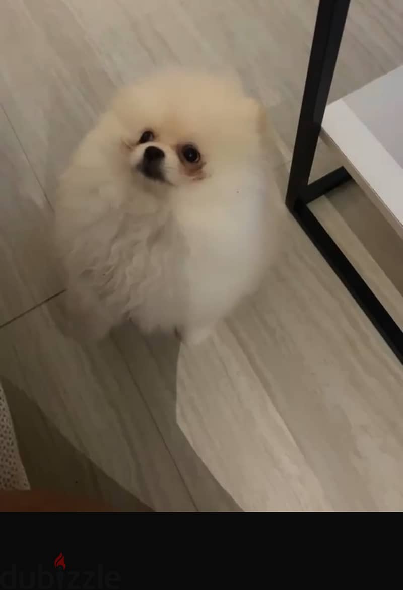 Pomeranian Puppy 1