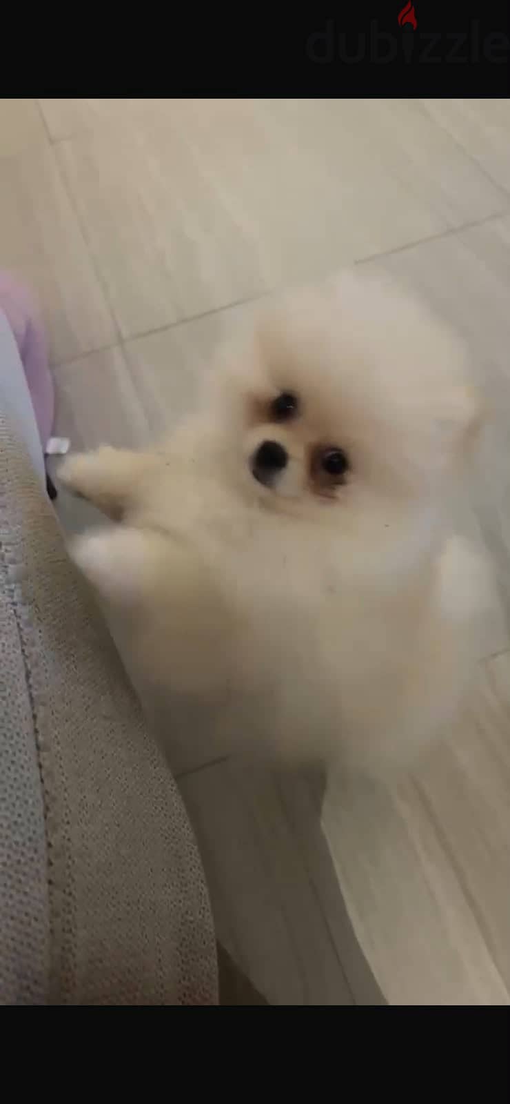 Pomeranian Puppy 2