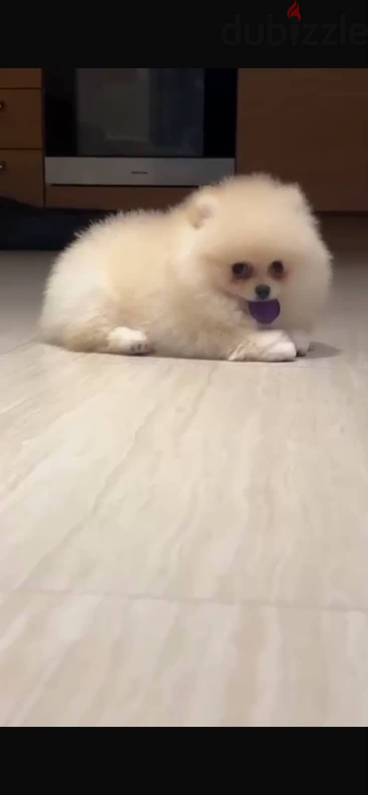 Pomeranian Puppy 3