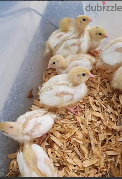 texas quail chicks for sale