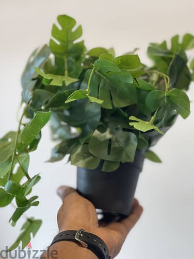 Small plant 