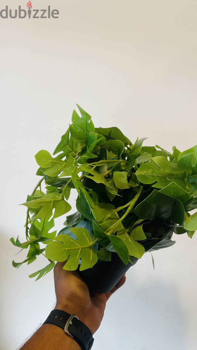 Small plant  2