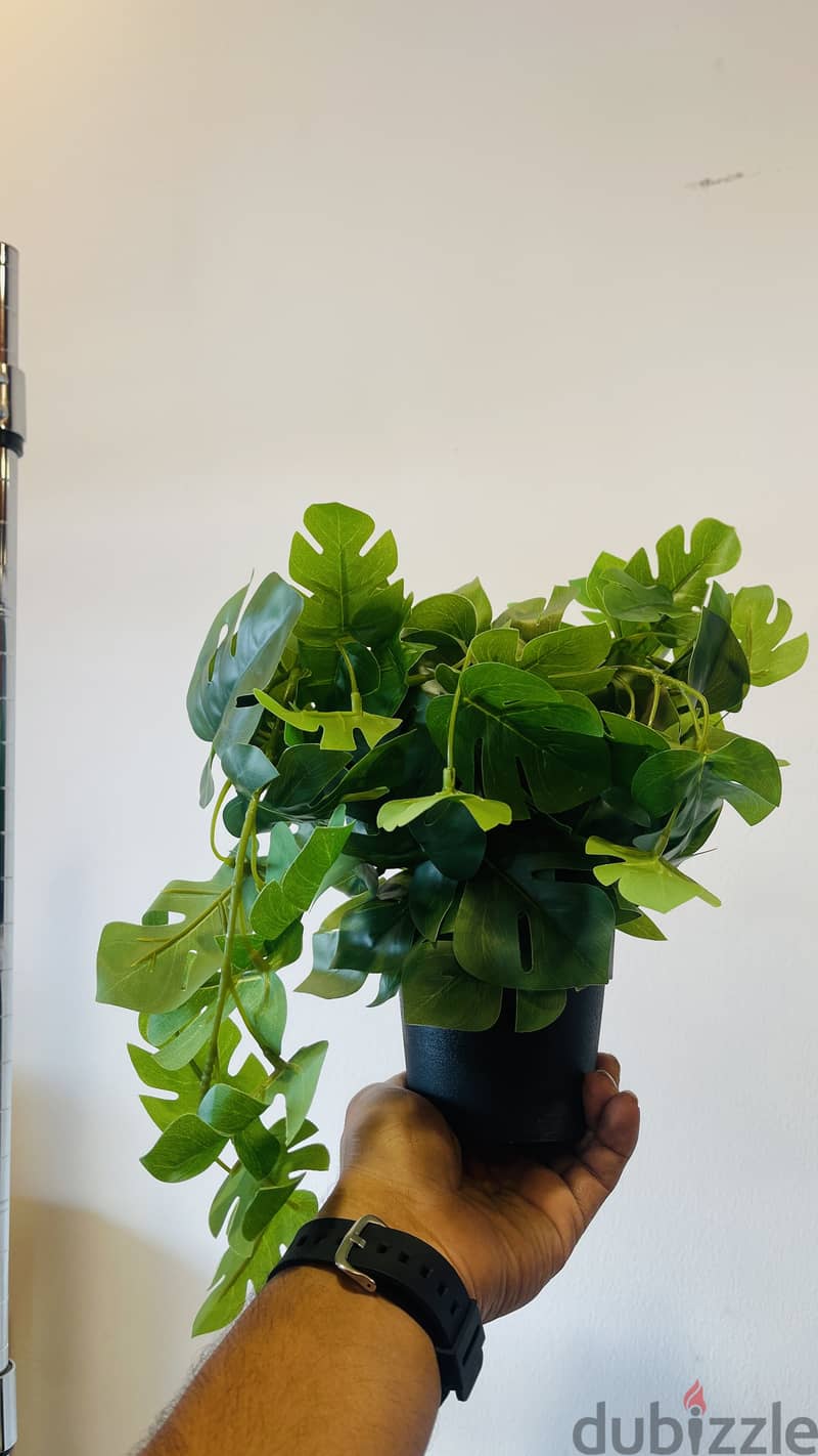 Small plant  3