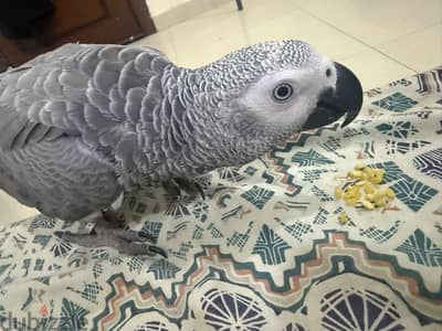 African grey parrot for sale