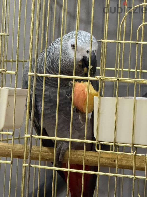 African grey parrot for sale 1