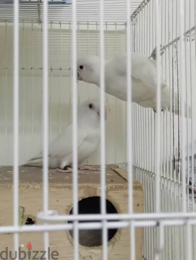 Love Bird for sale