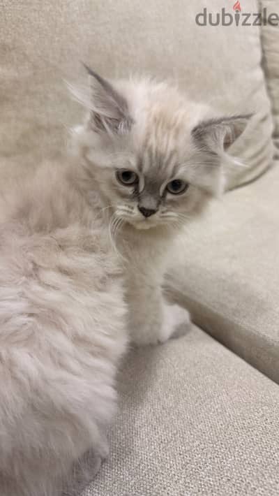 Kitten for adoption