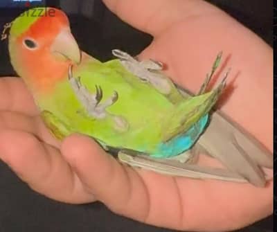للبيع زوج روز أليف جدًا ويقلبون على اليد مافي عض مع قفص و اكل