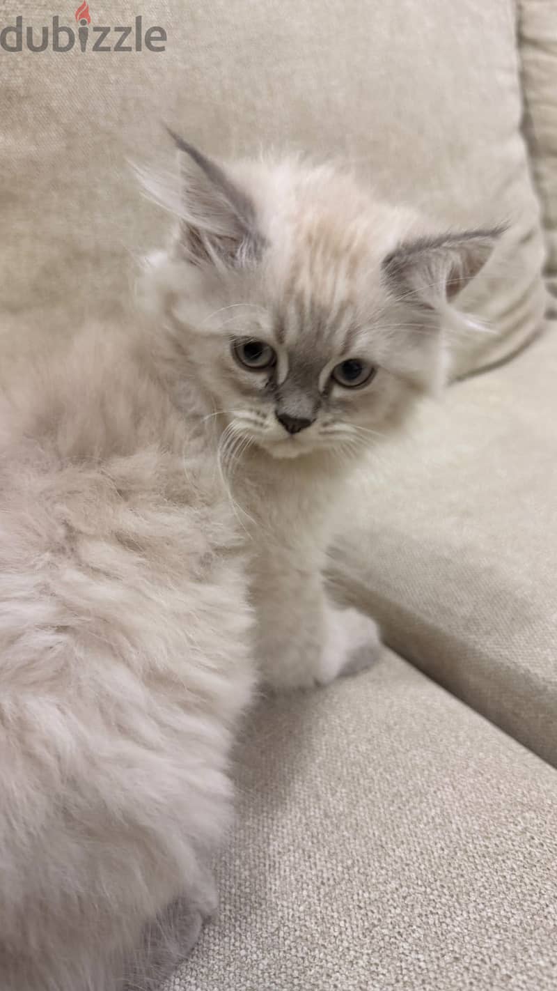 Kitten for adoption 1