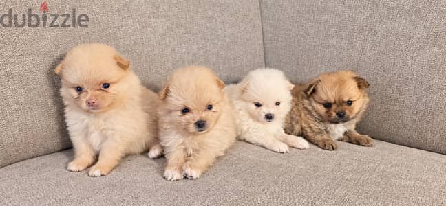 Pomernian and poodle and maltipoo
