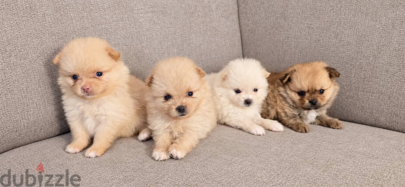 Pomernian and poodle and maltipoo 3