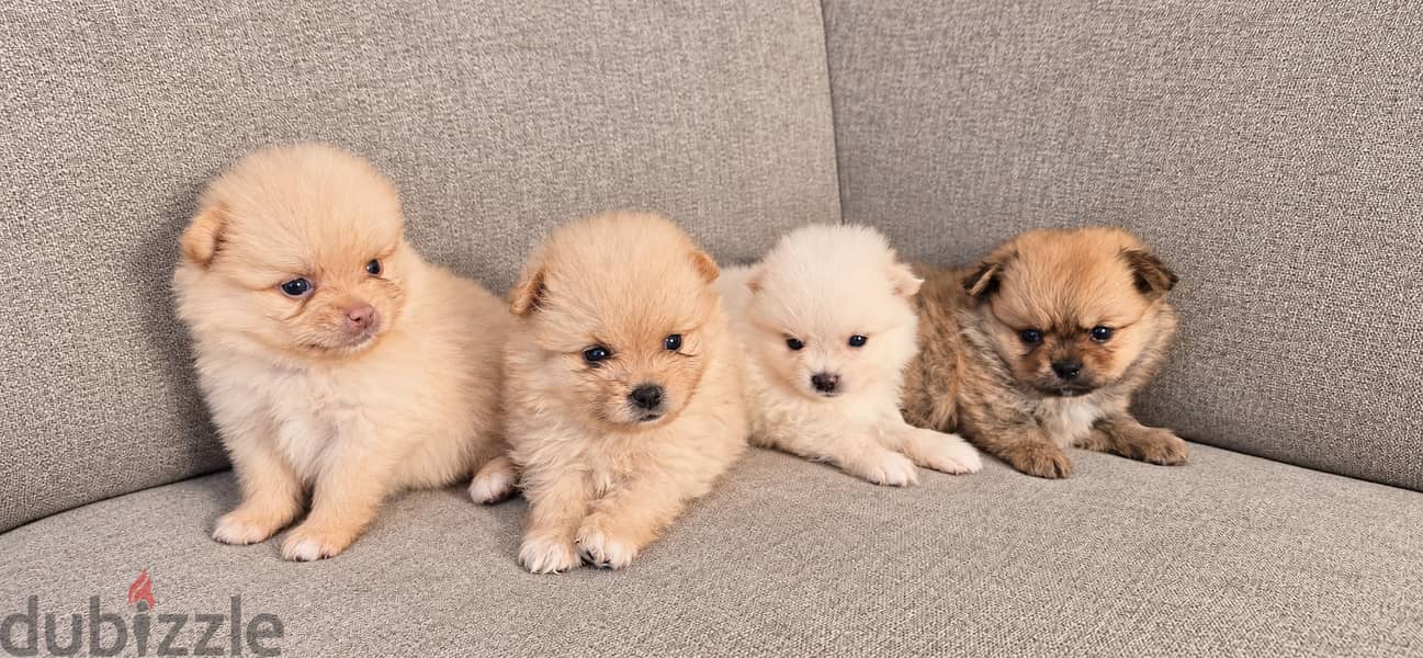 Pomernian and poodle and maltipoo 4