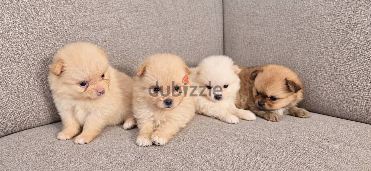 Pomernian and poodle and maltipoo 5