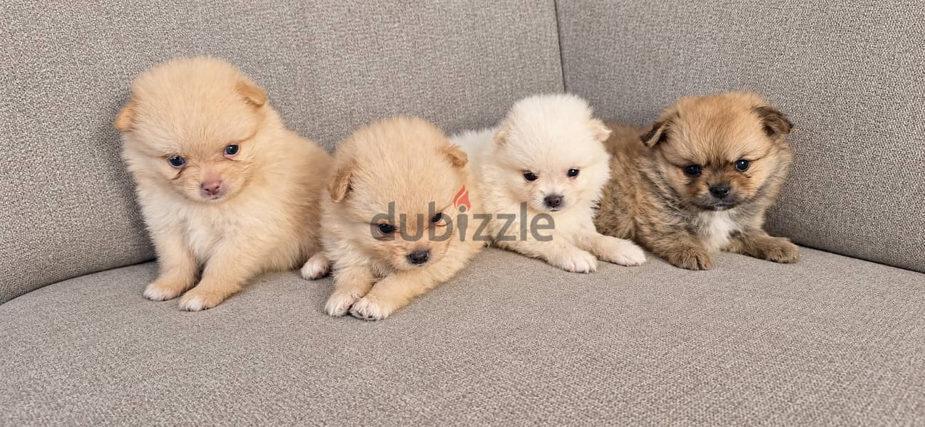 Pomernian and poodle and maltipoo 6