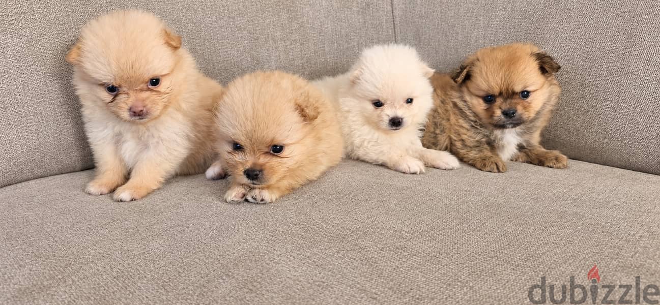 Pomernian and poodle and maltipoo 7