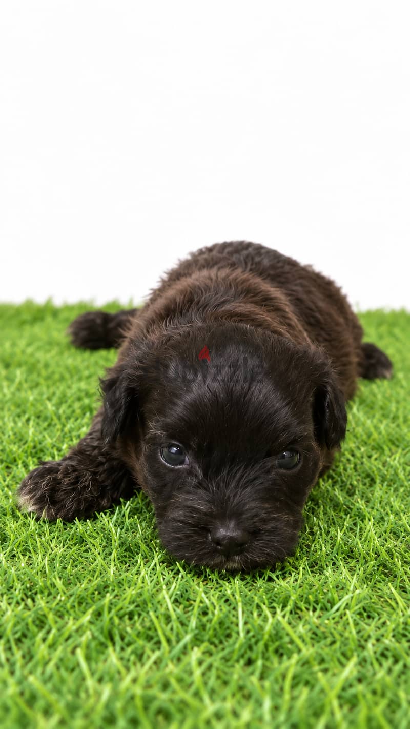 Pomernian and poodle and maltipoo 8