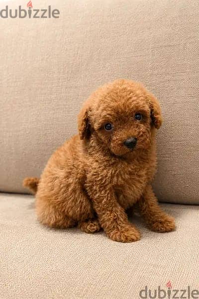 Pomernian and poodle and maltipoo 10