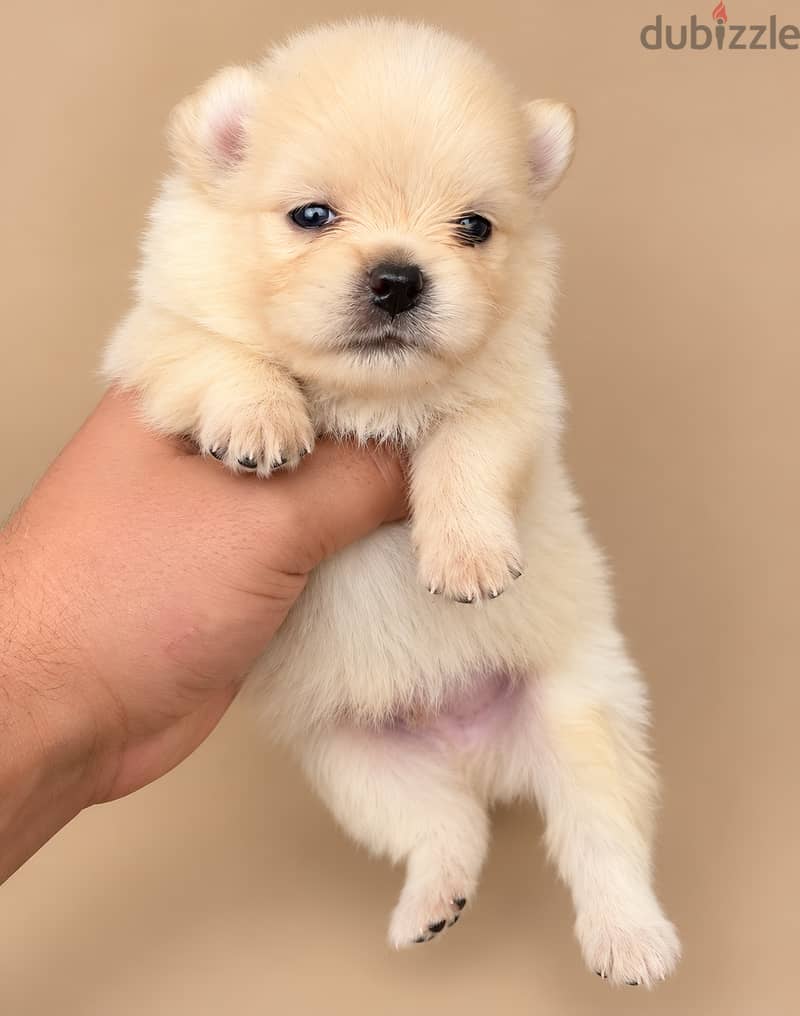 Pomernian and poodle and maltipoo 12