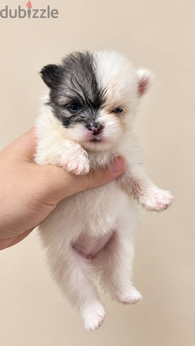 Pomernian and poodle and maltipoo 13