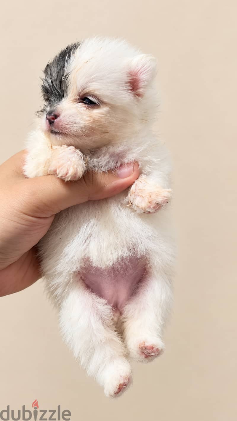 Pomernian and poodle and maltipoo 14