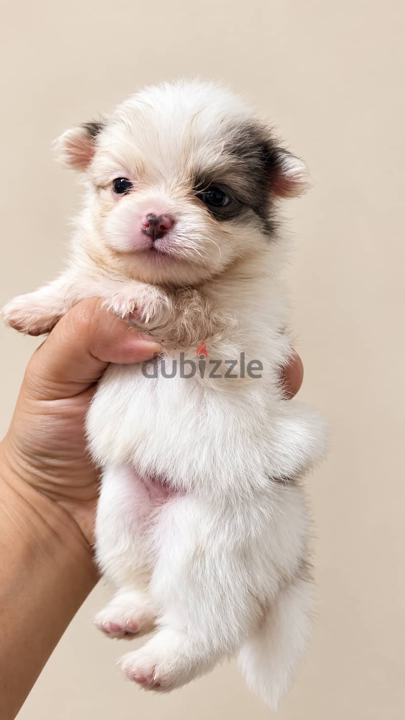 Pomernian and poodle and maltipoo 15