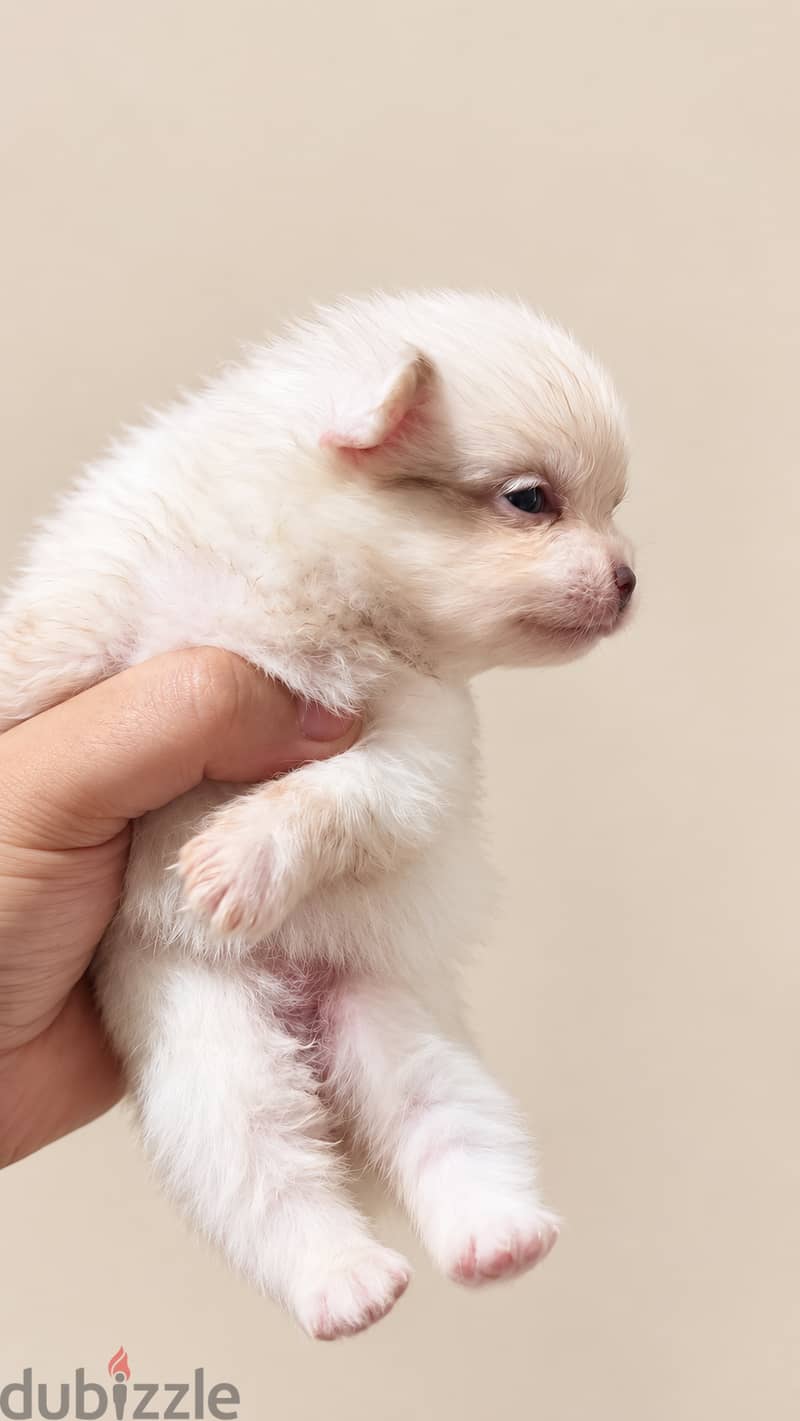Pomernian and poodle and maltipoo 17