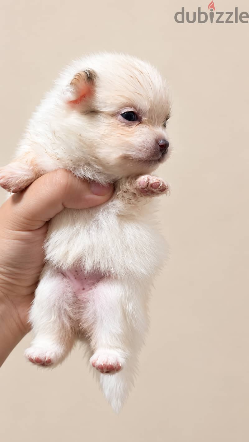 Pomernian and poodle and maltipoo 18