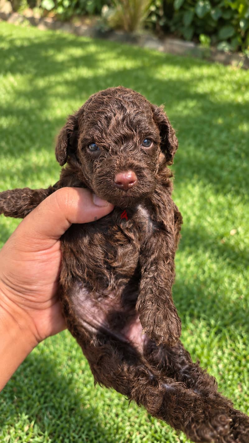 Pomernian and poodle and maltipoo 19
