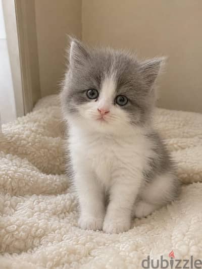 2 كتن شيرازي دول فيس | 2 kittens Persian Doll Face