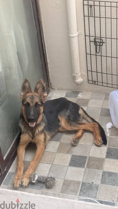 German Shepherd For Sale