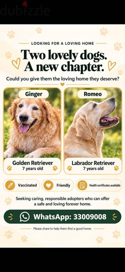 golden retriever and Labrador