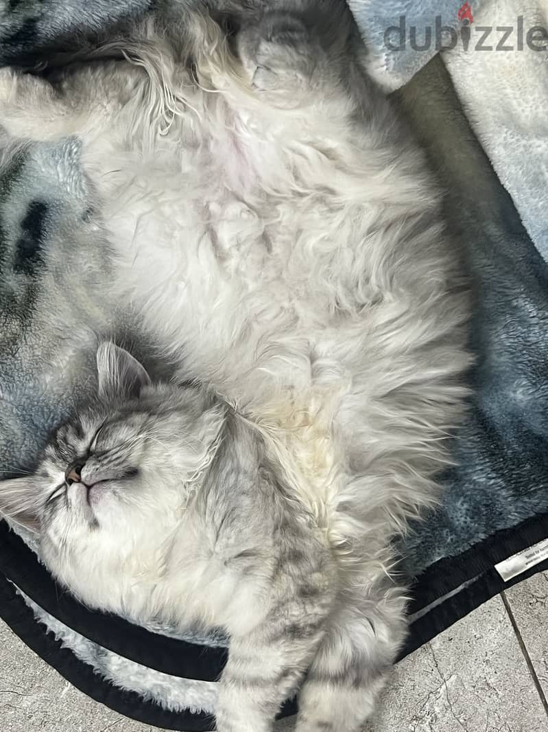 For adoption 1