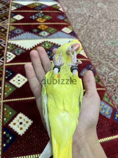 متو اصفر للبيع