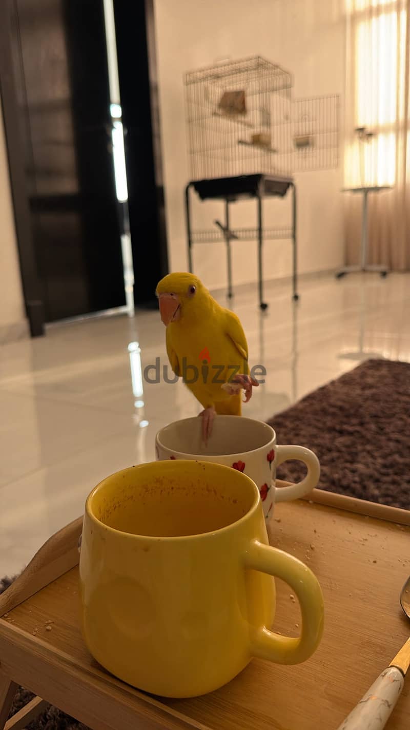 للبيع متوه صفره اليفه جناح كامل عمرها ٦-٧ شهور 1