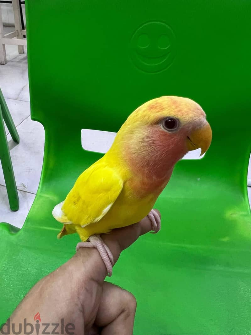 tamed love bird for sale 2