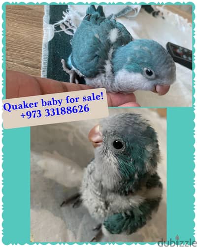 Quaker baby for sale.