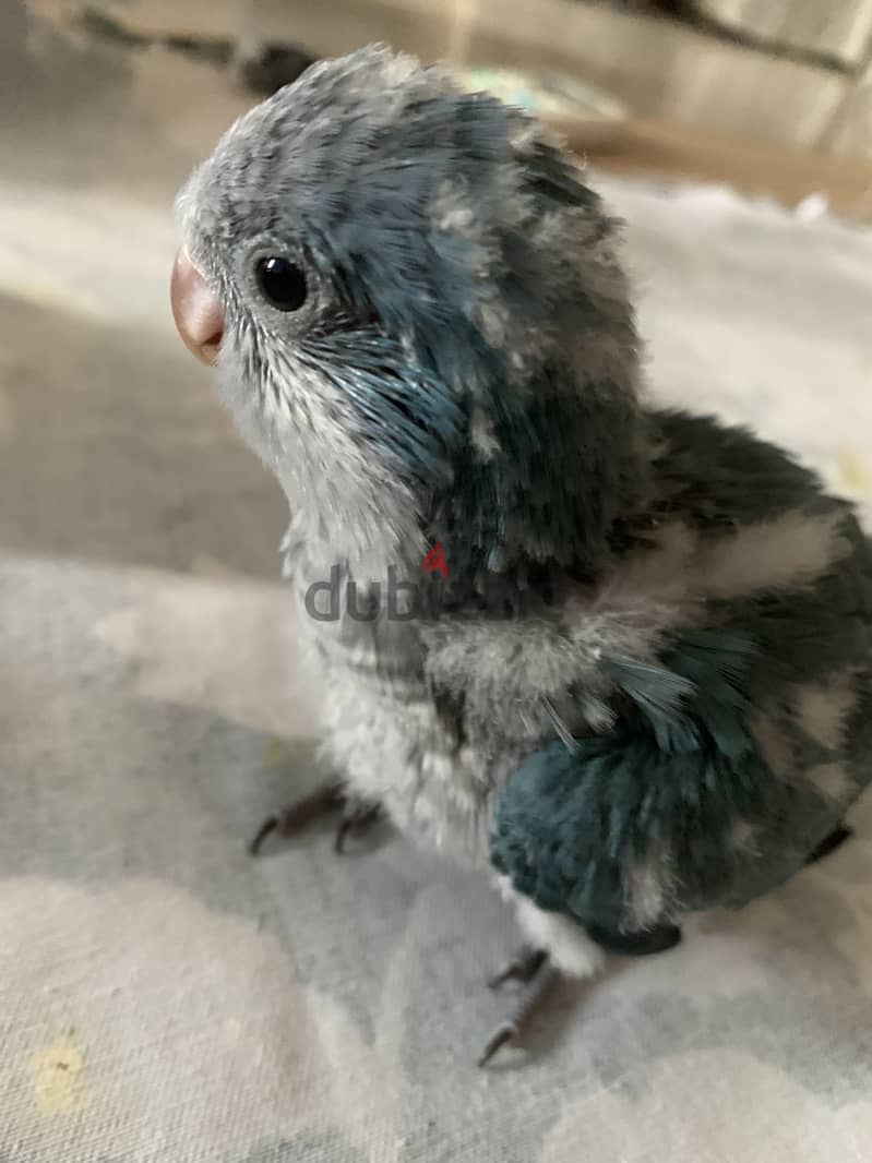 Quaker baby for sale. 2