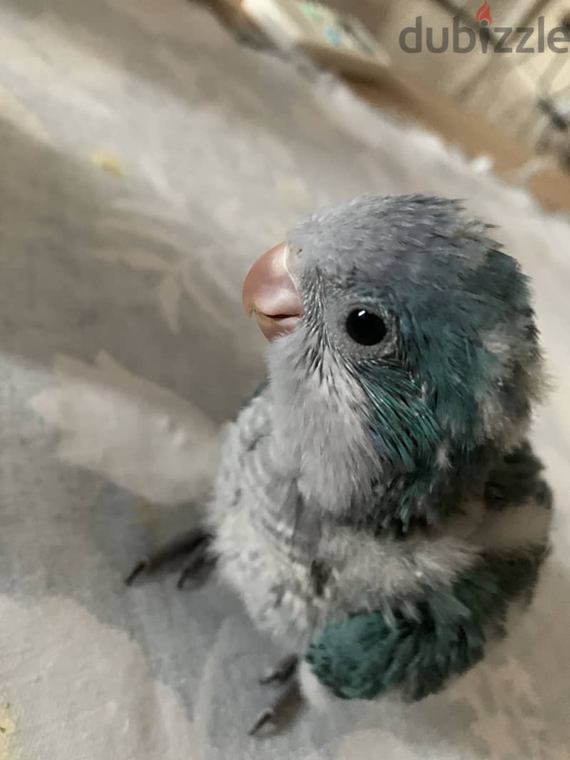 Quaker baby for sale. 3