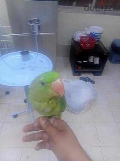 Napali hnd the start talking Available for sale 2