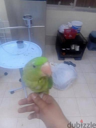 Napali hnd the start talking Available for sale 4