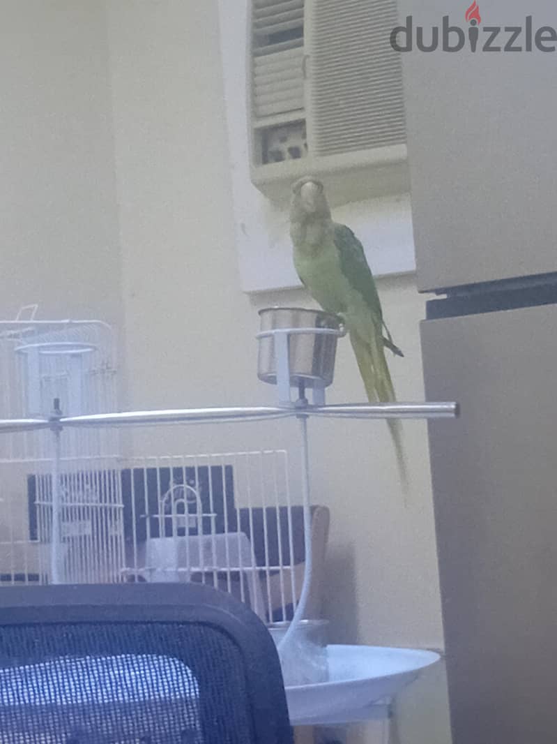 Napali hnd the start talking Available for sale 5