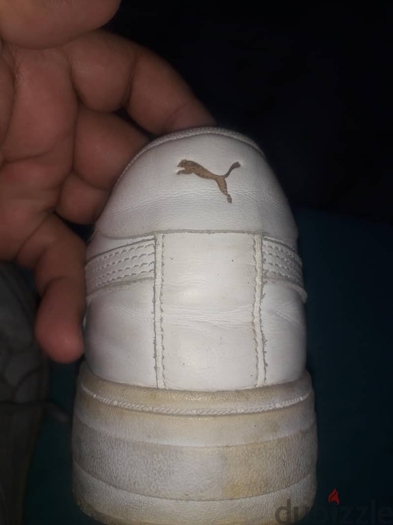puma For sale 1