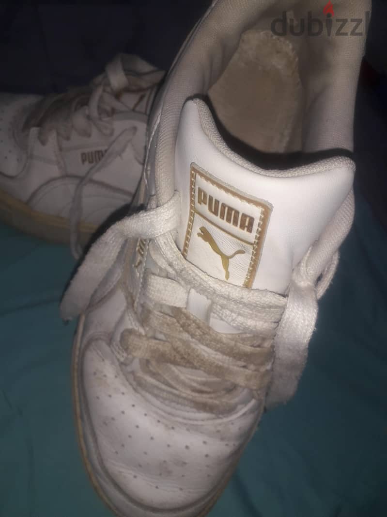 puma For sale 3