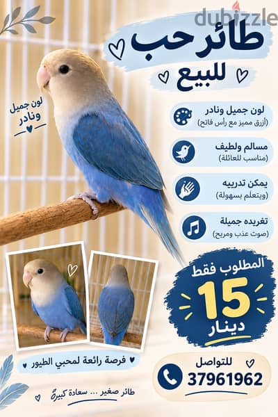 طير حب للبيع