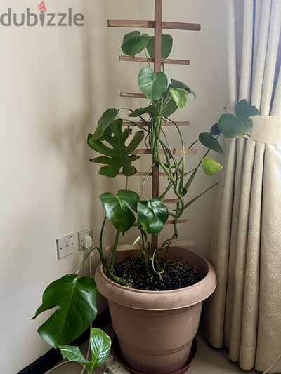 Good and healthy plant for sale with pot and soil